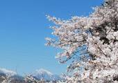 1000本桜の里を目指して