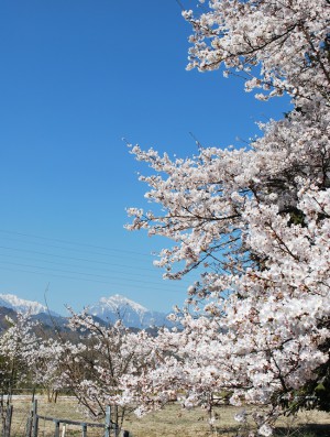 1000本桜の里を目指して